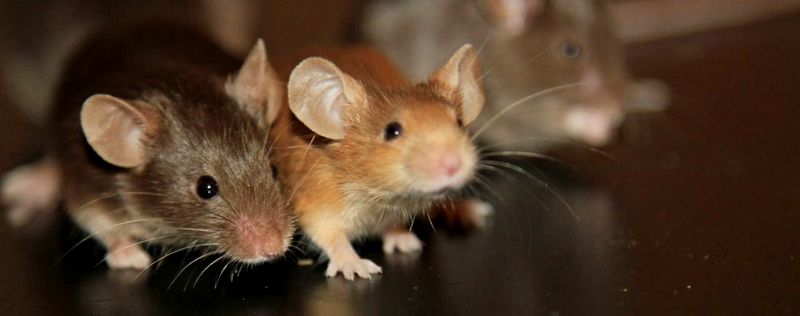 Все о мышах в Мостовском | ЗооТом - продажа, вязка и услуги для животных в Мостовском