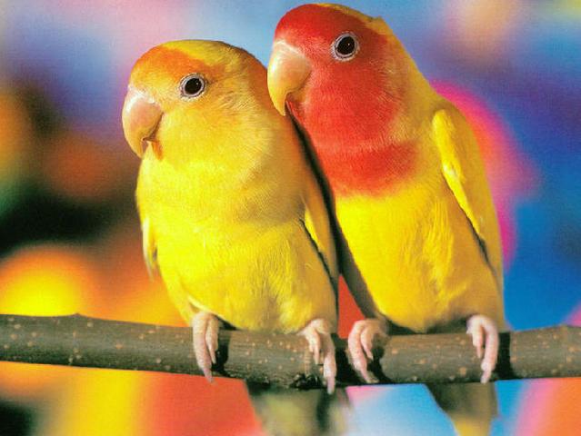 Породы попугаев | ЗооТом - продажа, вязка и услуги для животных в Мостовском