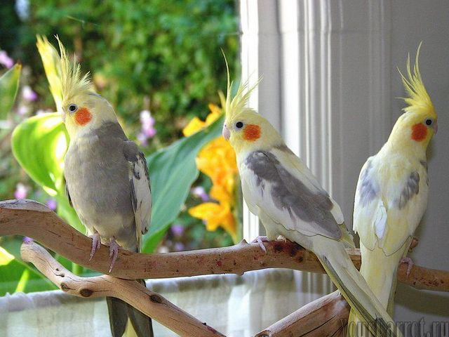 Содержание попугаев и уход за ними | ЗооТом - продажа, вязка и услуги для животных в Мостовском