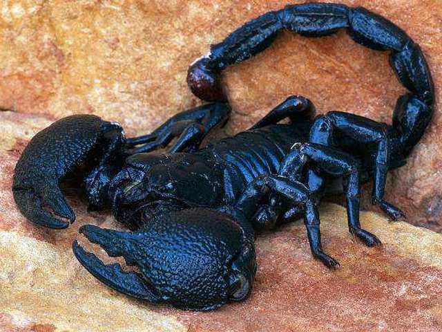Все о скорпионах в Мостовском | ЗооТом портал о животных