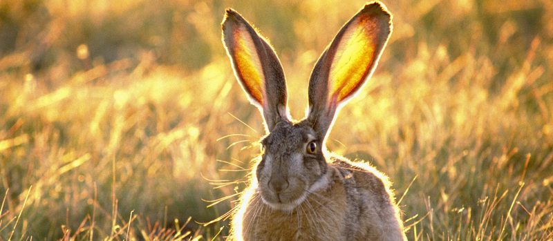 Все о зайцах | ЗооТом - продажа, вязка и услуги для животных в Мостовском