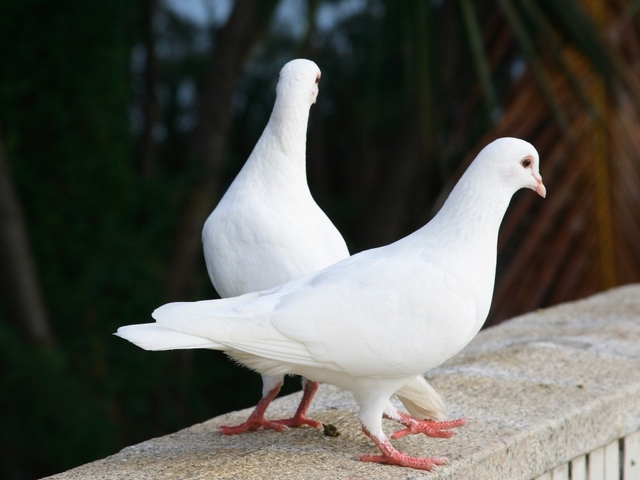 Все о голубях | ЗооТом - продажа, вязка и услуги для животных в Мостовском