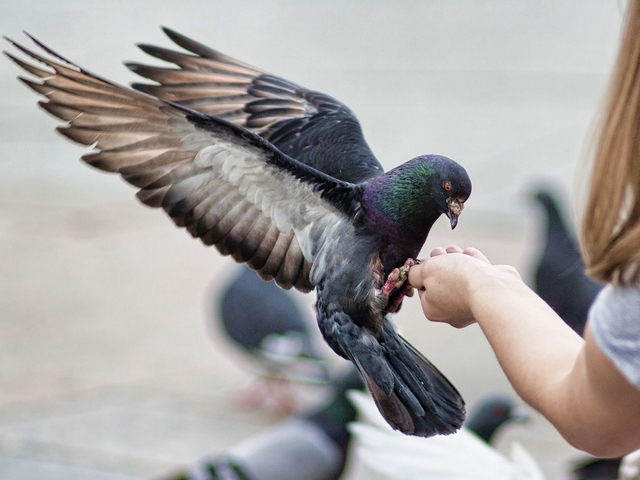 Все о голубях | ЗооТом - продажа, вязка и услуги для животных в Мостовском