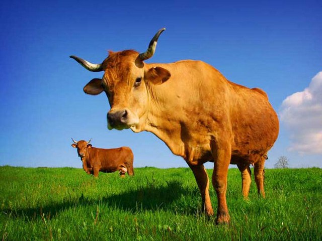 Все о коровах в Мостовском | ЗооТом портал о животных
