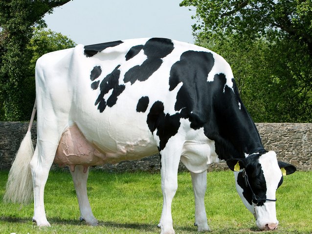 Породы коров в Мостовском | ЗооТом портал о животных