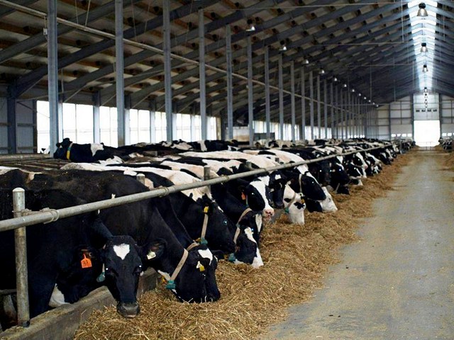 Содержание коров и уход за ними в Мостовском | ЗооТом портал о животных
