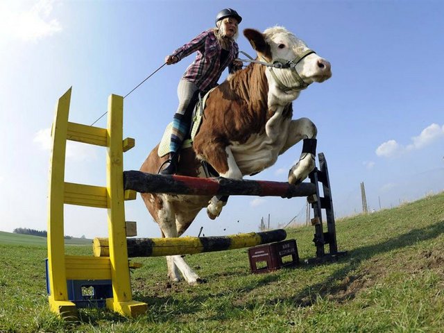 Статьи о коровах в Мостовском | ЗооТом портал о животных