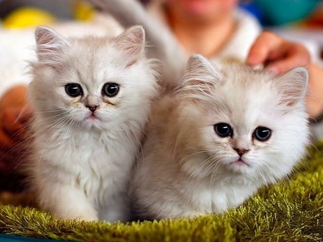 Породы кошек в Мостовском | ЗооТом портал о животных