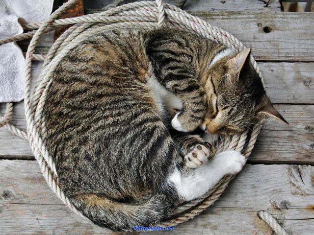 Все о кошках в Мостовском | ЗооТом портал о животных