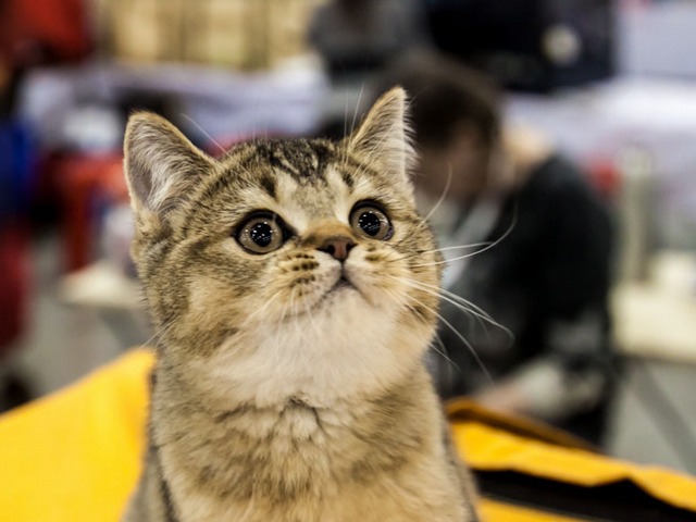 Выставки кошек в Мостовском | ЗооТом портал о животных