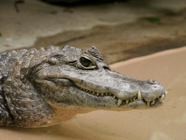 Все о крокодилах в Мостовском | ЗооТом портал о животных