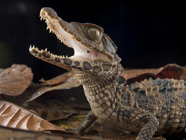 Содержание крокодилов и уход за ними в Мостовском | ЗооТом портал о животных