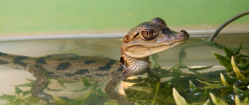 Содержание крокодилов и уход за ними в Мостовском | ЗооТом портал о животных