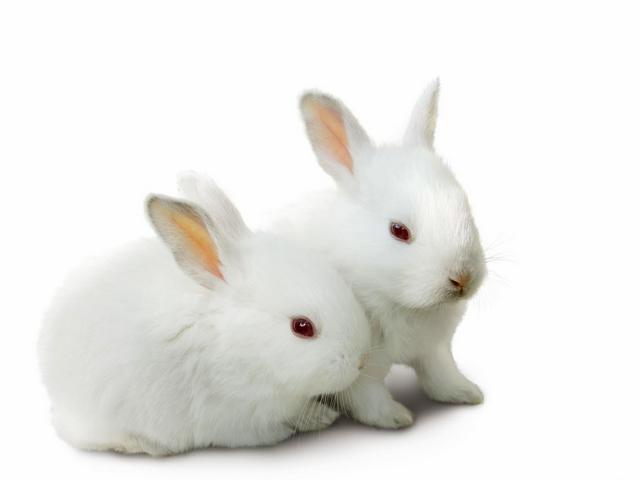 Все о кроликах в Мостовском | ЗооТом портал о животных