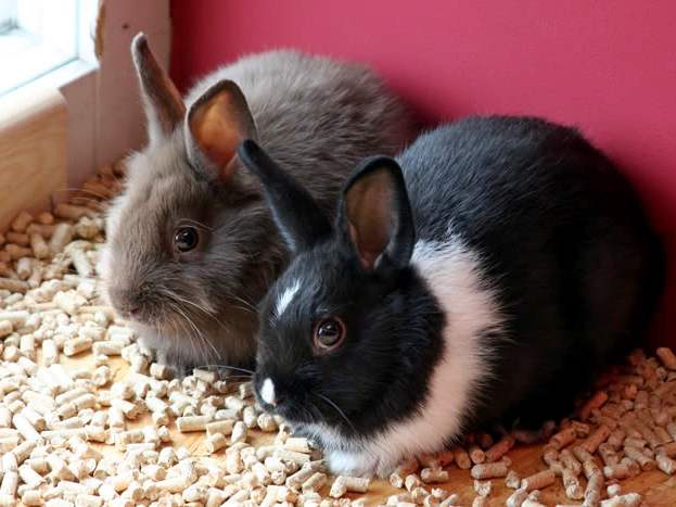 Содержание кроликов и уход за ними в Мостовском | ЗооТом портал о животных