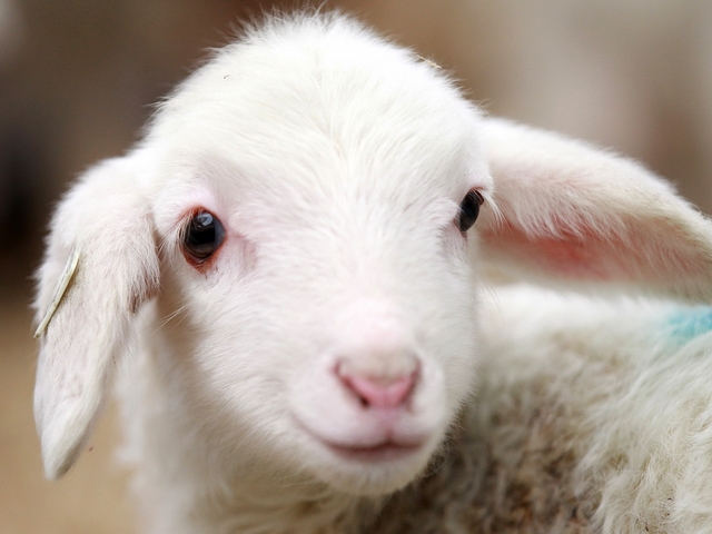 Овцы и бараны в Мостовском | ЗооТом портал о животных
