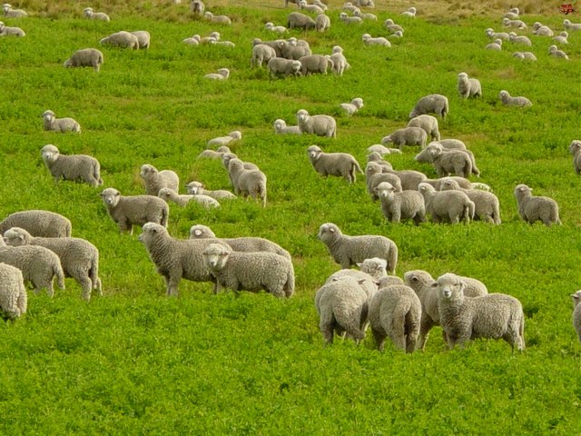 Содержание овец и уход за ними в Мостовском | ЗооТом портал о животных