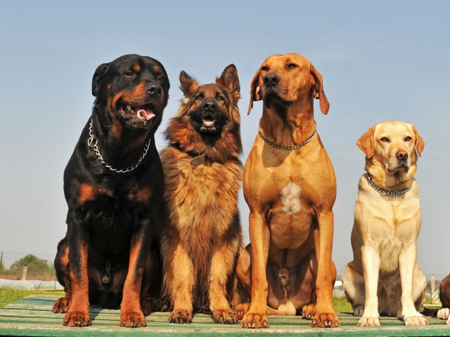 Крупные породы собак в Мостовском | ЗооТом портал о животных
