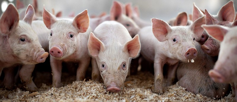 Все о свиньях в Мостовском | ЗооТом портал о животных